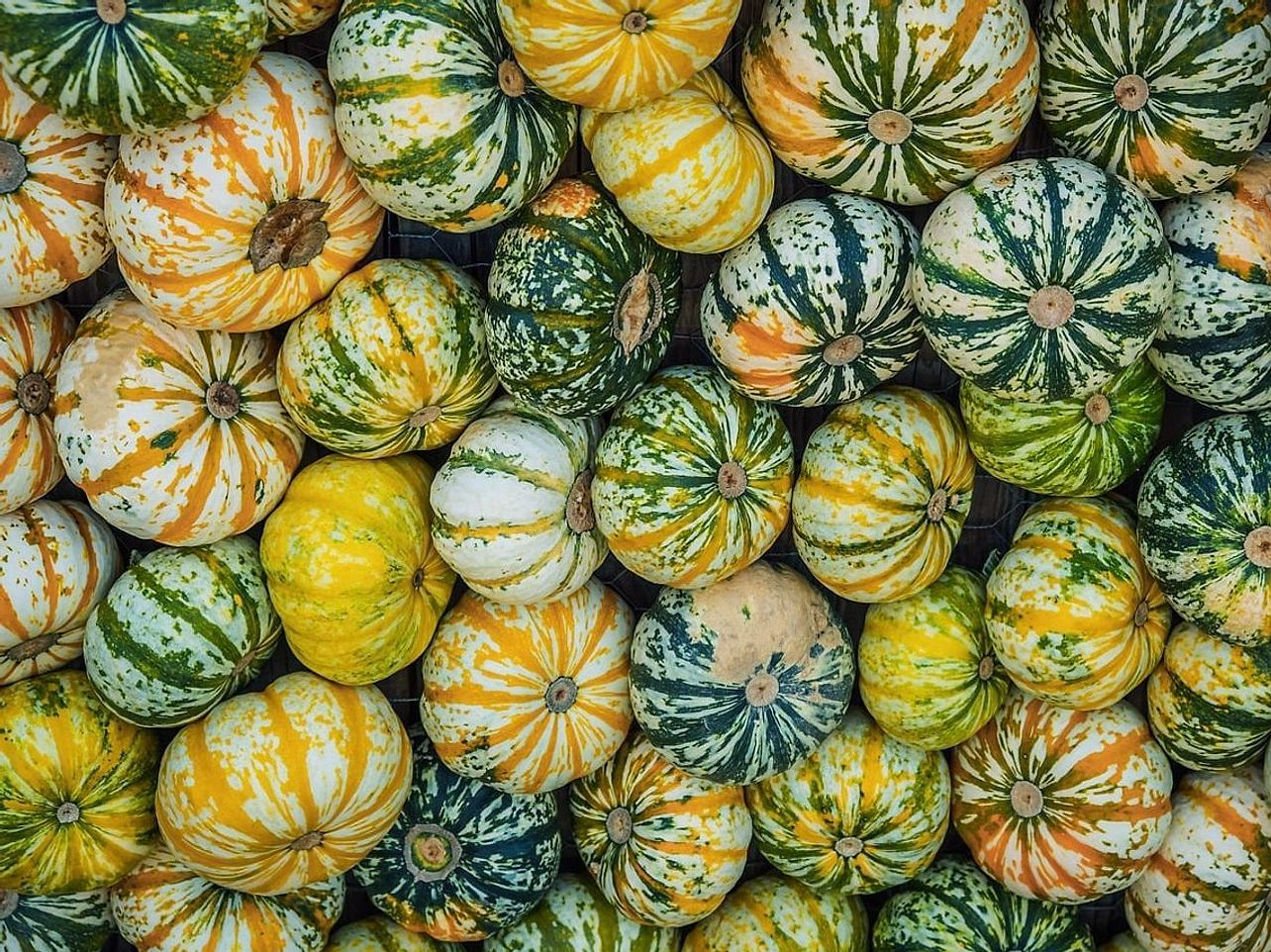 Pimenta fresca colhida