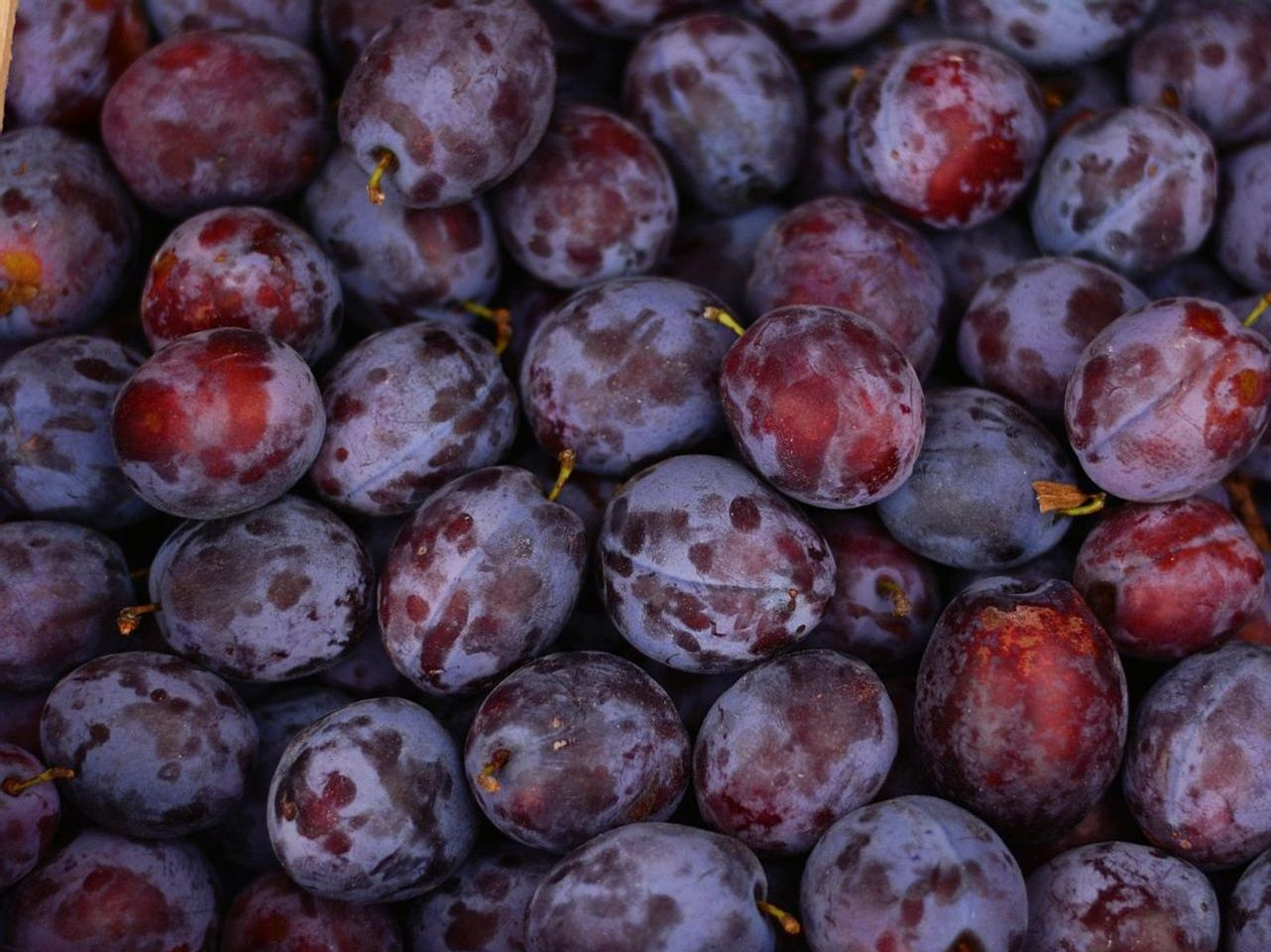 Cebola branca saída do armazém