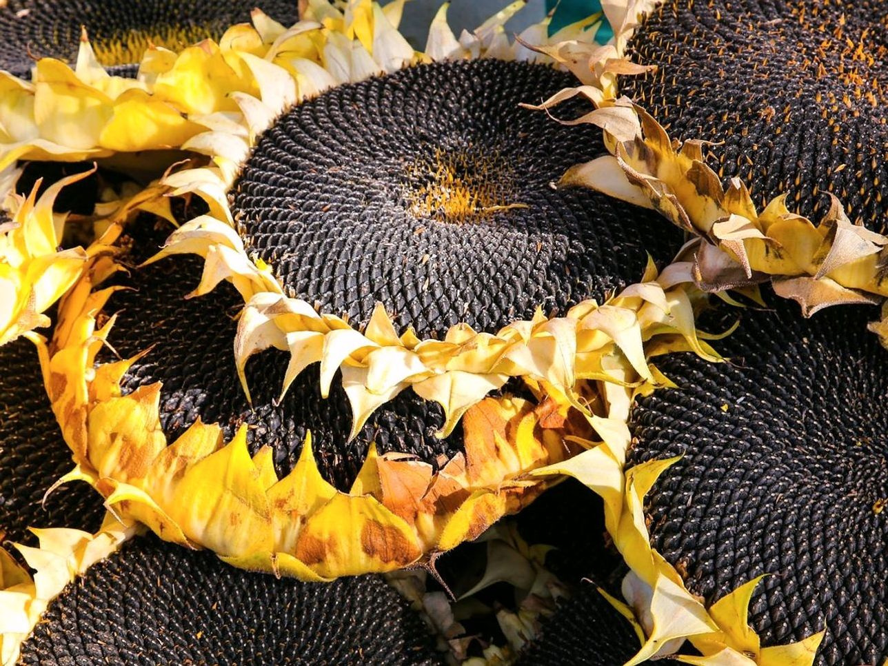 Verduras recém-plantadas